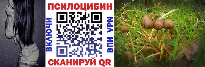 купить наркоту  Павловская  блэк спрут онион  Псилоцибиновые грибы прущие грибы 